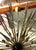 Not Yet Made - Made To Order 21st Century Puntali Sputnik Chandelier by Fabio LTD For Sale - Image 5 of 7