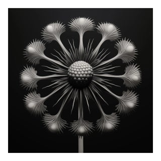 20' X 20' 'Dipsacus Laciniatus' #3 - Black and White Limited Edition Botanical Photography Print, Unframed For Sale