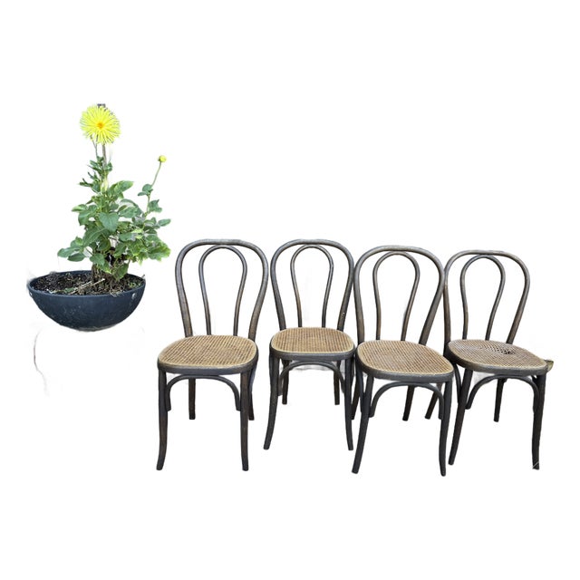 1970s Set of Four Thonet-Style Bentwood and Cane Bistro Chairs For Sale