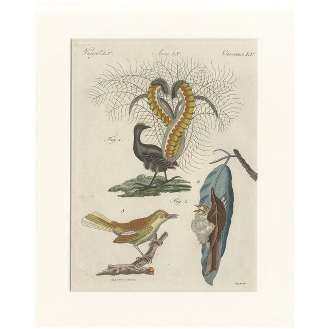 Bertuch, Lyrebird & Tailorbird, 1797, Engraving For Sale - Image 9 of 9