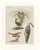 Bertuch, Lyrebird & Tailorbird, 1797, Engraving For Sale - Image 9 of 9