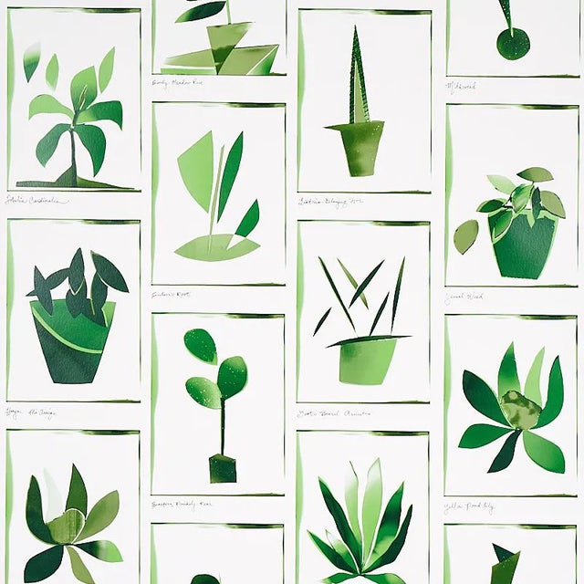 Schumacher X Peg Norriss Botanicals Wallpaper in Greenhouse - 10 Yards For Sale