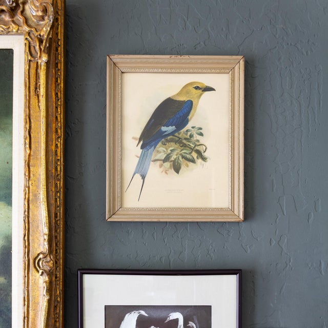 Early 20th Century Ornithological Bird Print Bluebellied Roller by Johannes Gerardus Keulemans For Sale - Image 5 of 9