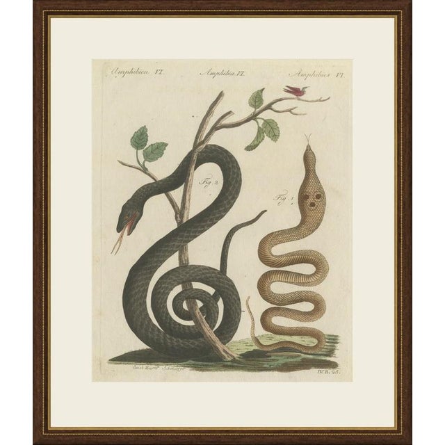 This antique snake print shows a black snake coiled round a young tree and a pale snake rising upright beside it, with a...