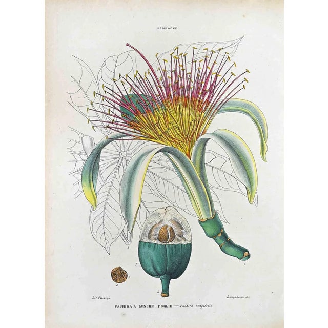 Vincenzo Tenore, Long-Leaf Pachira, Lithograph, 1870s For Sale
