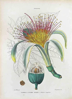Vincenzo Tenore, Long-Leaf Pachira, Lithograph, 1870s