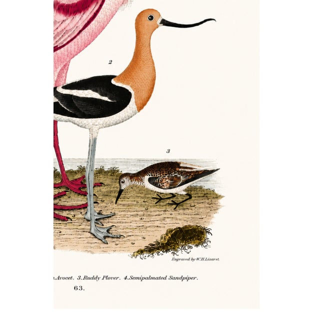Roseate Spoonbill & Shorebirds, Vintage Natural History Art Print Reproduction, 20" X 30" For Sale In Buffalo - Image 6 of 12