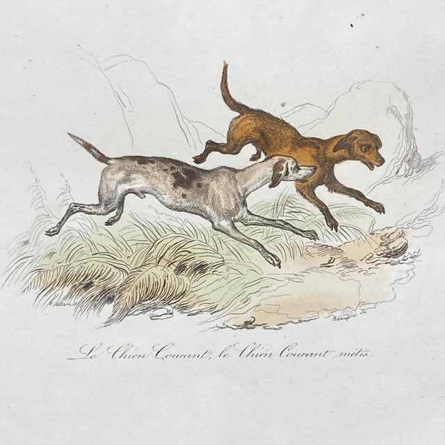 French Antique 18th Century "Le Grand Danois" Dog Engraving Hand Colored Signed Artwork For Sale - Image 4 of 12