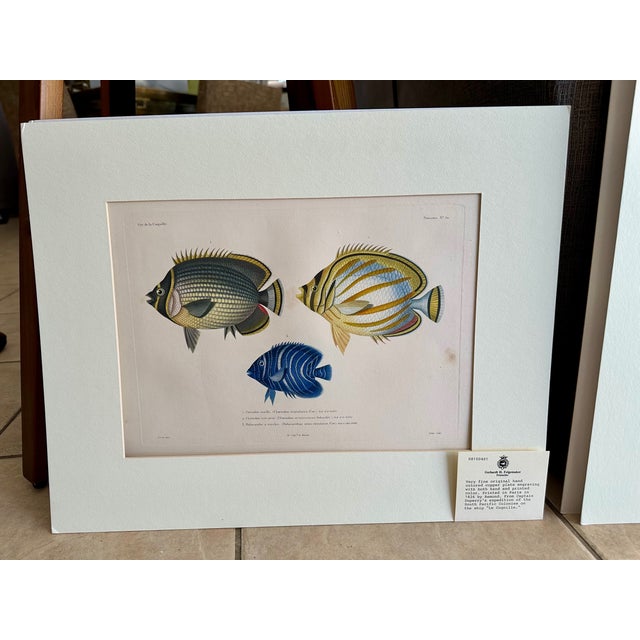 Blue Set 3 Hand-Colored Engraving - Captain Duperry "Voyage De La Coquille" 1826 For Sale - Image 8 of 18