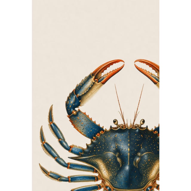 Not Yet Made - Made To Order Blue Crab Illustration, Coastal Marine Wall Art Print, 24″ × 36″ For Sale - Image 5 of 9
