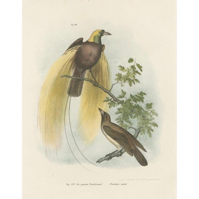 Greater Bird of Paradise Hand-Colored Lithograph, 1832 For Sale - Image 10 of 11