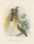 Greater Bird of Paradise Hand-Colored Lithograph, 1832 For Sale - Image 10 of 11