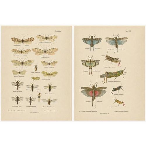 Richard Tümpel, Antique Entomology, 1908, Lithograph, Set of 2 For Sale - Image 9 of 11