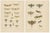 Richard Tümpel, Antique Entomology, 1908, Lithograph, Set of 2 For Sale - Image 9 of 11