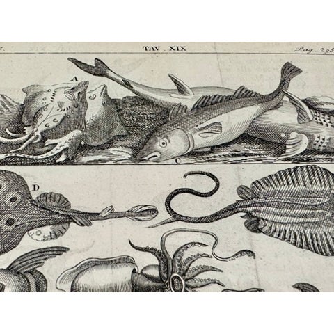 Lot of 3 Antique Italian Natural History Fish & Ray Engravings, Hand Colored, Matted For Sale - Image 11 of 14