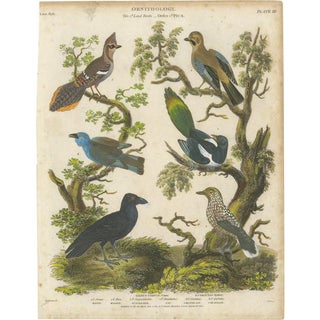 Ornithology Piciformes Plate III, 1811, Paper For Sale