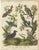 Ornithology Piciformes Plate III, 1811, Paper For Sale