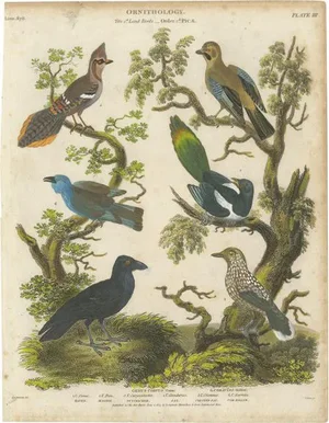 Ornithology Piciformes Plate III, 1811, Paper