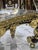French Rococo Coffee Table With Hand-Painted Artwork Under Glass & Gilded Bronze Details For Sale - Image 10 of 11