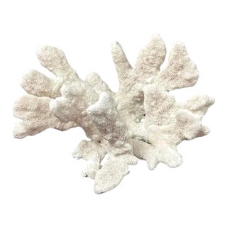 Large Natural White Coral Reef Specimen #4 For Sale