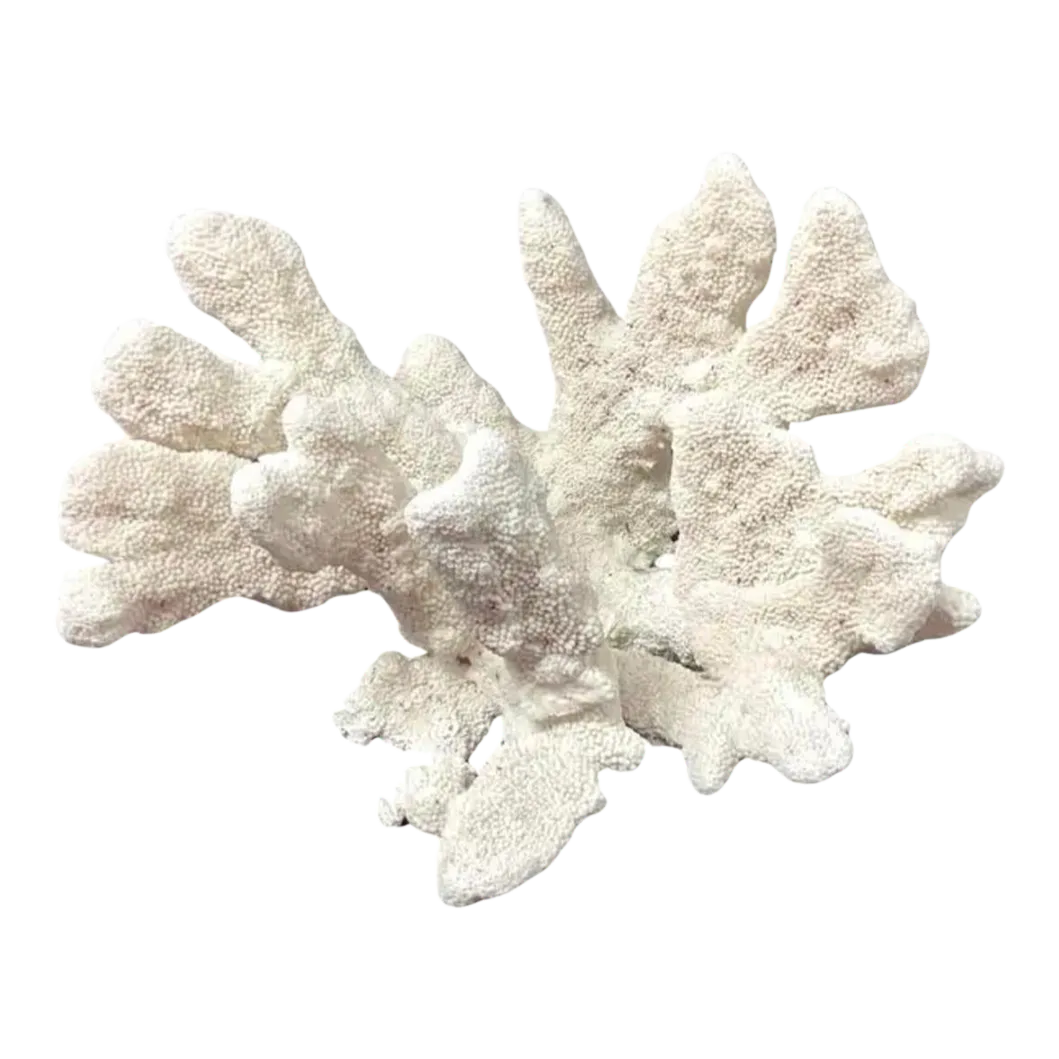 Natural White Coral Reef Specimen #4 Chairish - Main Image