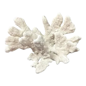 Natural White Coral Reef Specimen #4