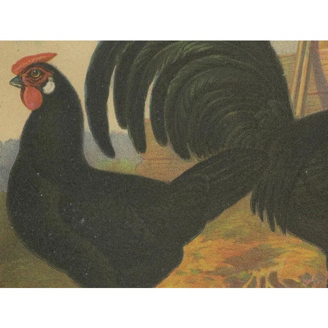 The Sleek Black Hamburg Chicken, 1888, Lithograph For Sale - Image 3 of 10