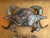 Metal Pair of Brass Crab Sculptures For Sale - Image 7 of 12