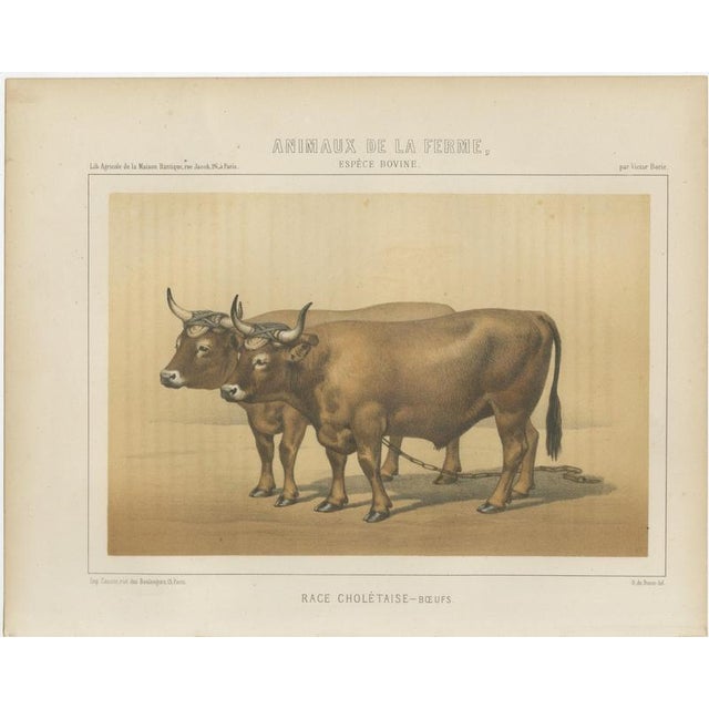 Borie, Cholet Oxen, French Cattle Breed, 1863, Chromolithograph For Sale - Image 3 of 9