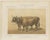 Borie, Cholet Oxen, French Cattle Breed, 1863, Chromolithograph For Sale - Image 3 of 9