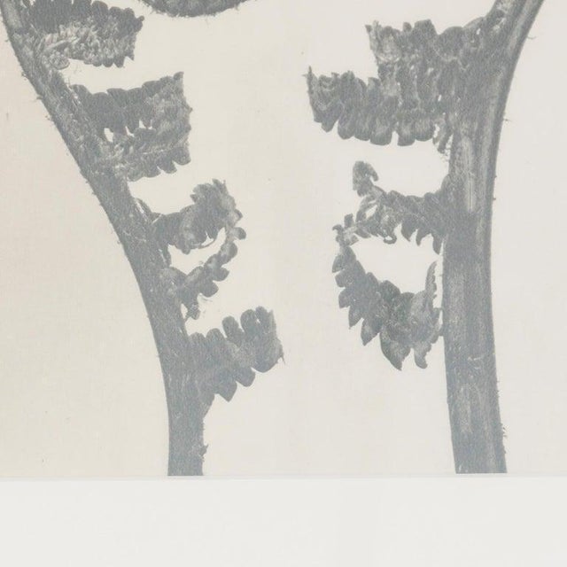 Karl Blossfeldt, Black and White Botanical Image, 1942, Photogravure, Framed For Sale - Image 11 of 13