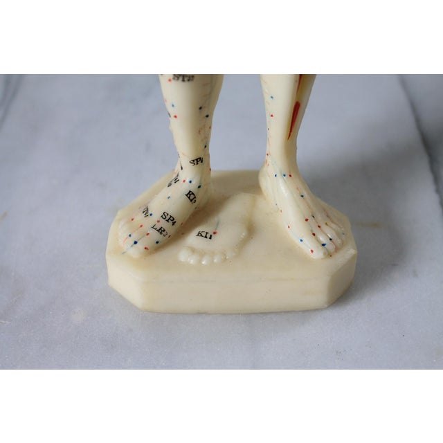 Mid 20th Century Vintage Acupuncture Mannequin For Sale - Image 5 of 13