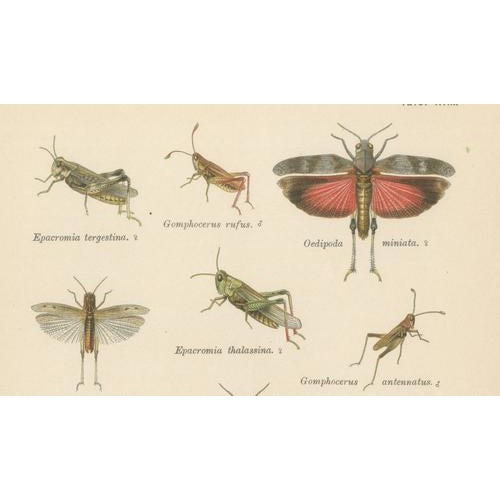 Richard Tümpel, Mantis, Stick Insects & Grasshoppers, 1908, Lithograph, Set of 3 For Sale - Image 10 of 12