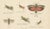 Richard Tümpel, Mantis, Stick Insects & Grasshoppers, 1908, Lithograph, Set of 3 For Sale - Image 10 of 12