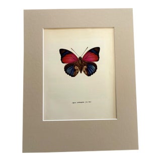 Vintage 1965 Butterfly Print in 11x14 Mat: Agrias Sardanapalus (Bates), EUC For Sale