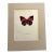 Vintage 1965 Butterfly Print in 11x14 Mat: Agrias Sardanapalus (Bates), EUC For Sale