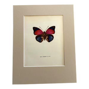 Vintage 1965 Butterfly Print in 11x14 Mat: Agrias Sardanapalus (Bates), EUC