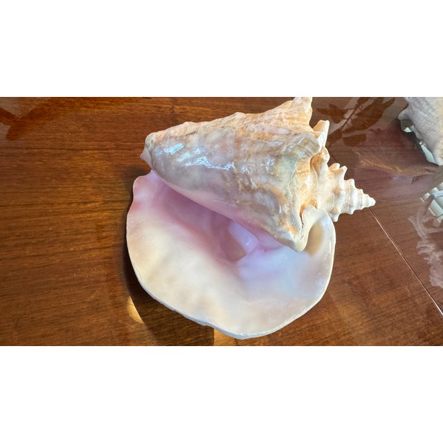 Large Conch Shell 7" X 8"" Nautical Decor Sea Shell Ocean Beach Pink White. For Sale - Image 11 of 16