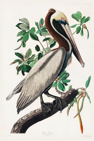 Brown Pelican by Audubon, Vintage Art Print Reproduction, 40" X 60"