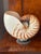 Cute pair of vintage sea shells- nautilus on stands.
