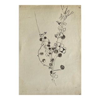 1960s Frank Wallace Botanical Drawing For Sale
