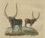 Black Bertuch, African Sanga Longhorn Cattle, 1810, Engraving For Sale - Image 8 of 9