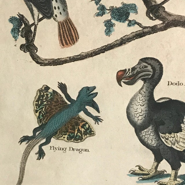 Paper Pair 19th C Hand Colored Engravings of Extinct Species For Sale - Image 7 of 15