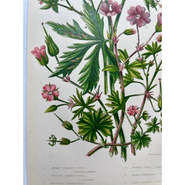 Plastic Antique Hand Colored Botanical Print /Illustration by W Dikes Co Demonstrating Various Types of Cranes-Bill Flowers From England- Circa 1870 For Sale - Image 7 of 12