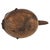 Pitcher does not stand straight up on its own. The Shi, also known as Bashi, are an ethnic group residing in the eastern...