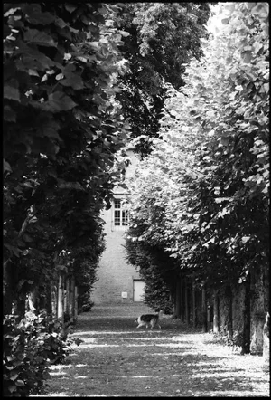 Paul Cooklin, Trees, Silver Gelatin Photograph