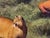 Shadow's Edge by Diego Glazer | Oil on Canvas Mountain landscape with a lion at sunset. For Sale - Image 4 of 5
