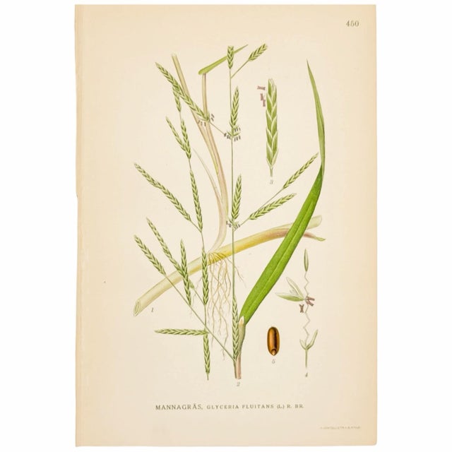 Nordic Grass Studies | Antique Swedish Botanical Prints, Set of 3 Chromolithographs For Sale - Image 4 of 4