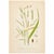 Nordic Grass Studies | Antique Swedish Botanical Prints, Set of 3 Chromolithographs For Sale - Image 4 of 4