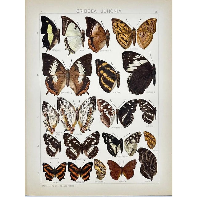 Presenting a vivid antique chromolithographic plate featuring exquisitely detailed butterfly specimens. This beautiful...